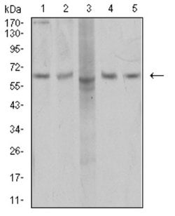 AP2M1 Antibody (4F1B2) - BSA Free, Novus Biologicals 0.1 ml; Unconjugated:Antibodies,